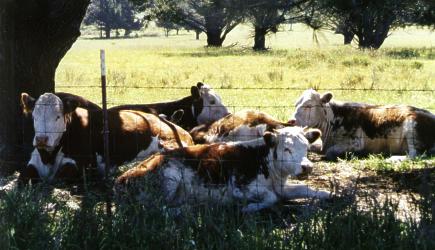 Cows Relaxing by Heidi Kraut - 28297 Bytes