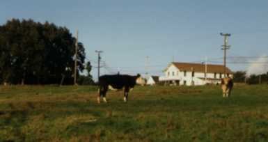 Cows and the Caspar Inn - 7023 Bytes