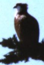 click to see the osprey