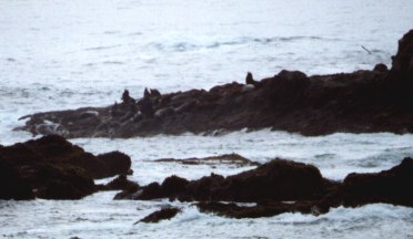 sea lions basking and barking on the rocks off Caspar Headlands