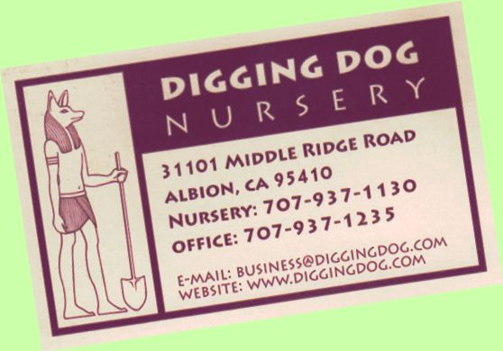 Digging Dog Nursery $40 Gift Certificate