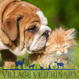 Village Vet: Complete Exam for Dog or Cat,